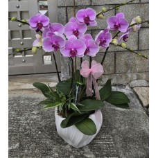 台灣蘭花 