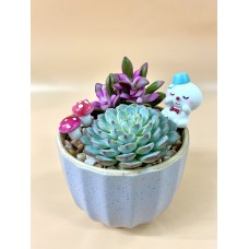 Xmas’ Potted Plant (B)