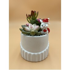 Xmas’ Potted Plant (D) 