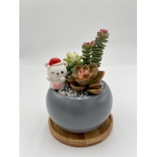 Xmas’ Potted Plant (C) 